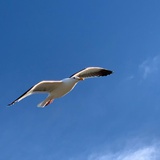 西西弗斯