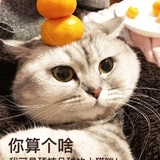 噜喵猫呜呜