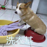 言狗