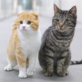 sintiger