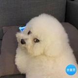 昭胤