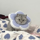 一个李