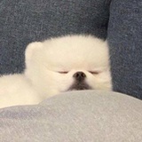 懒惰小狗