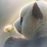 玉颗珊珊下月轮