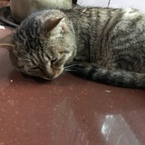 鸡蛋饼恭