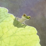 FroggyJoy