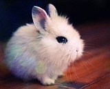 兔子 萝卜 兔女郎