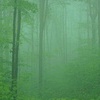 森林系