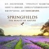  SpringFields"春田"