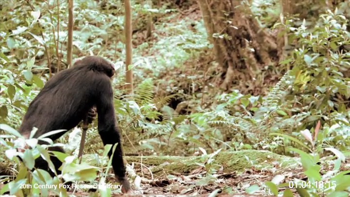其它预告片：黑猩猩与弯刀