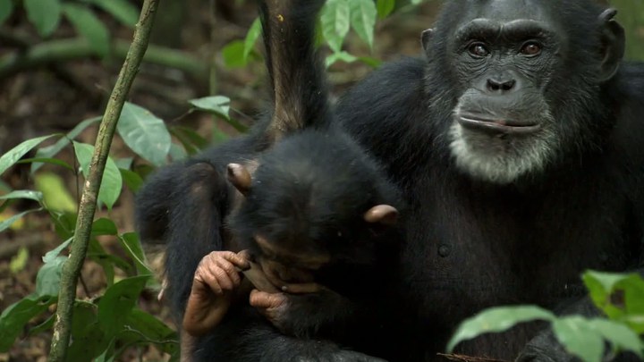花絮：保护黑猩猩