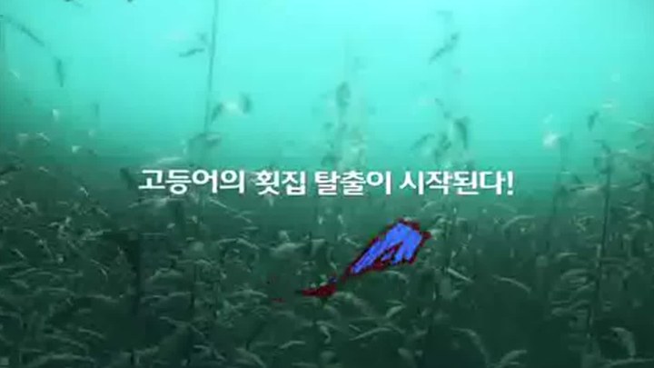 韩国预告片