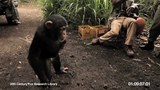其它预告片3：黑猩猩使用AK-47