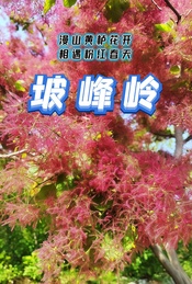 热门活动-五一1日休闲户外 |【坡峰岭】漫山黄栌花开-相遇粉红春天
